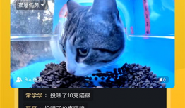 91猫咪直播,揭秘虚拟世界中的萌宠直播盛宴